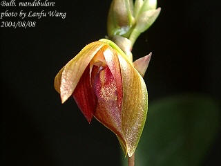 Bulbophyllum mandibulare