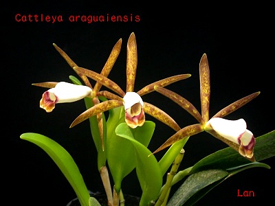 C. araguaiensis