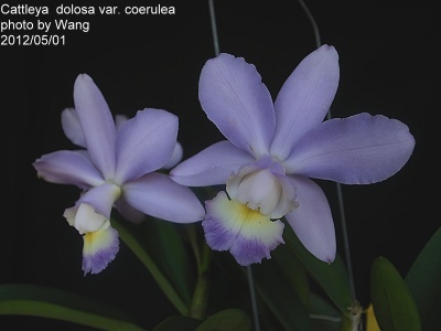 Varicoza coace noga