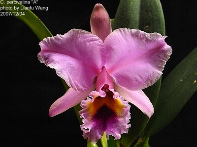 C. percivaliana