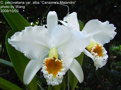 C. percivaliana