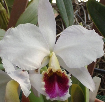 C. percivaliana