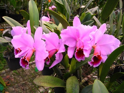 C. percivaliana