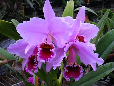 C. percivaliana
