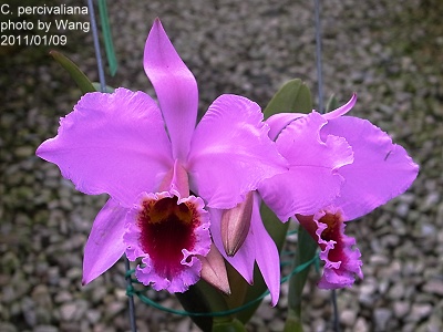 C. percivaliana