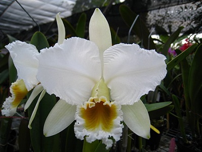 C. percivaliana