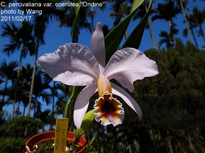 C. percivaliana