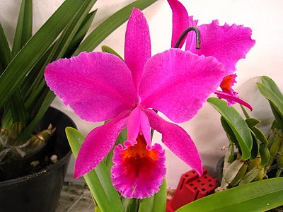 C. percivaliana