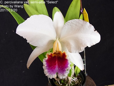 C. percivaliana