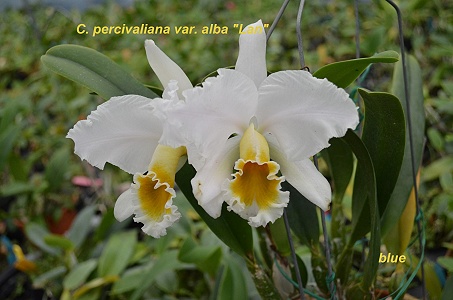 C. percivaliana