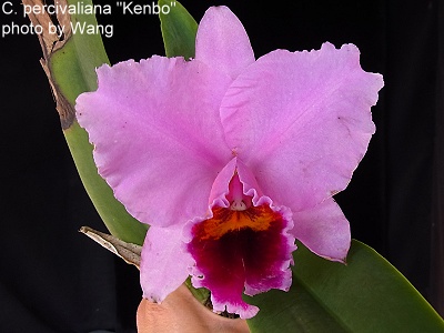 C. percivaliana
