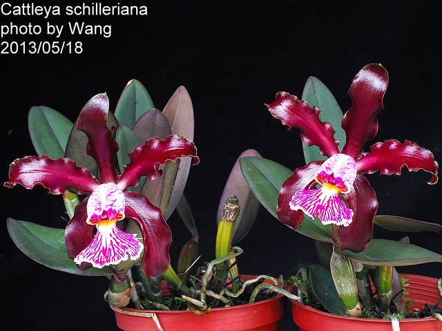 C. schilleriana