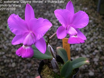 C. walkeriana