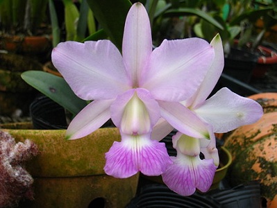 C. walkeriana