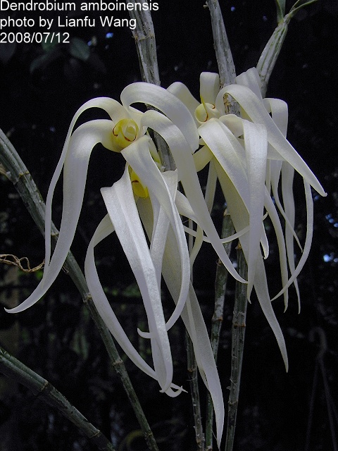 http://www.orchid.url.tw/myflowers/dendrobium/amboinensis1.jpg