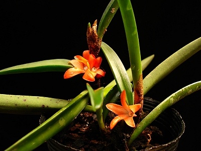 thumbnail image 2 of Ceratostylis Rubra Orchid – Rare Unique Species, Blooms Twice A Year, Easy To Grow (Kawamoto Orchids) 2 of 6