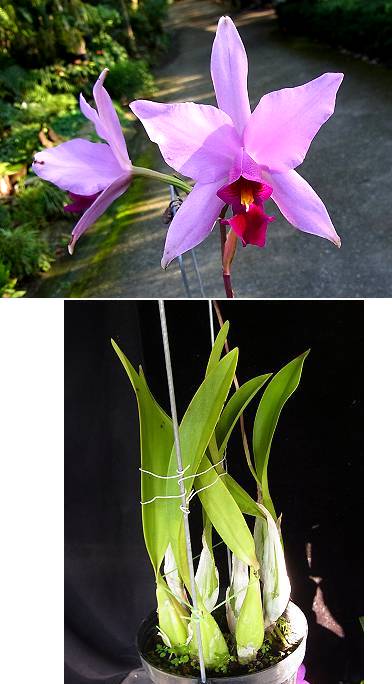 提供拆芽,2芽带叶 1芽无叶         300元