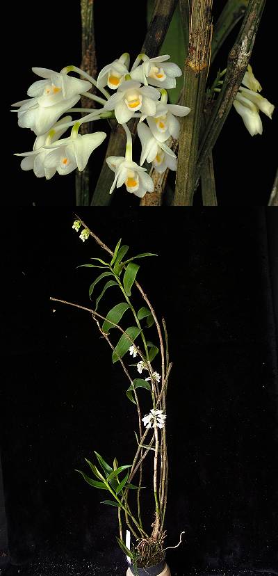 石斛兰 dendrobium