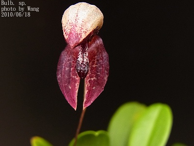 Bulbophyllum sp.